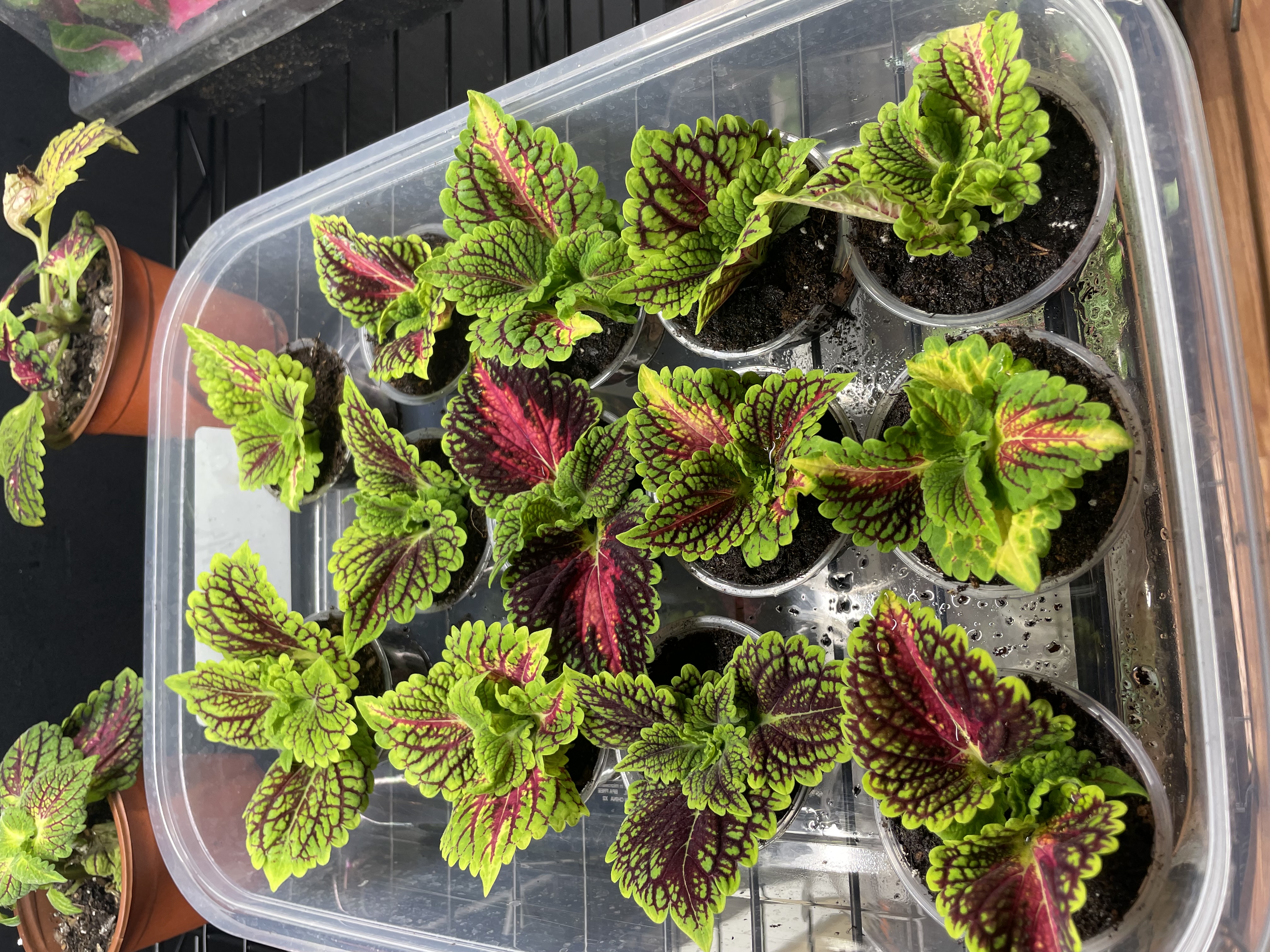 Coleus